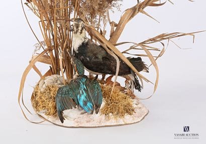 Vanneau huppé (Vanellus vanellus, pré règlementation)...