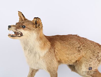 Renard entier (Vulpes vulpes, non réglementé)...