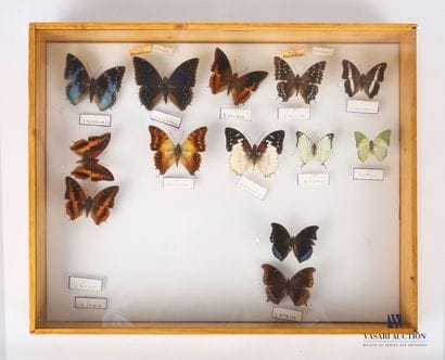 Boite entomologique contenant treize lépidoptères...