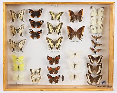 Boite entomologique contenant trente et un...