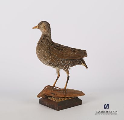 Poulette de roche (Ptilopasus petrochus,...