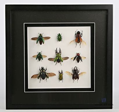 Cadre entomologique présentant neuf scarabées...