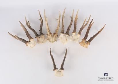 Ensemble de sept massacres de chevreuil (Capreolus...
