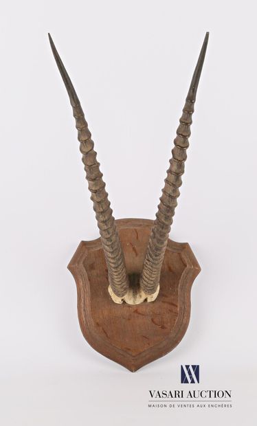 Frontal de gazelle de Thomson (Eudorcas thomsoni,...