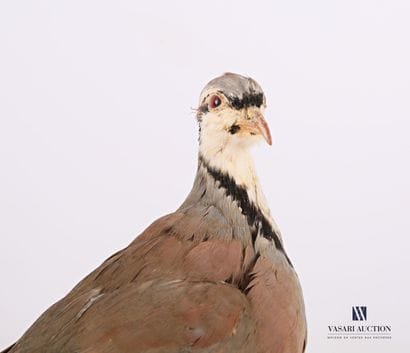 Perdrix chukar (Alectoris chukar, non réglementé)...