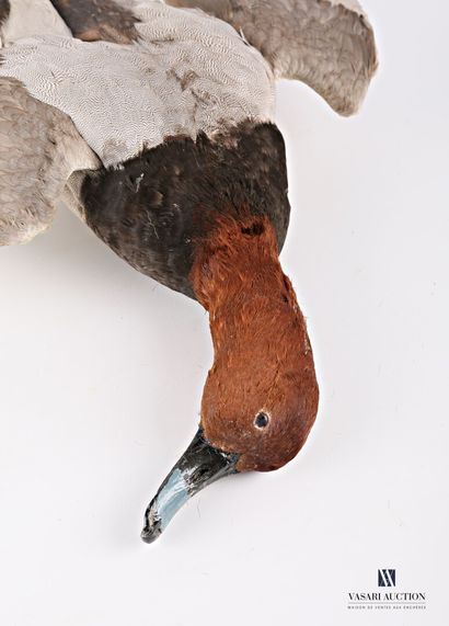 Fuligule milouin (Aythya ferina) présenté...
