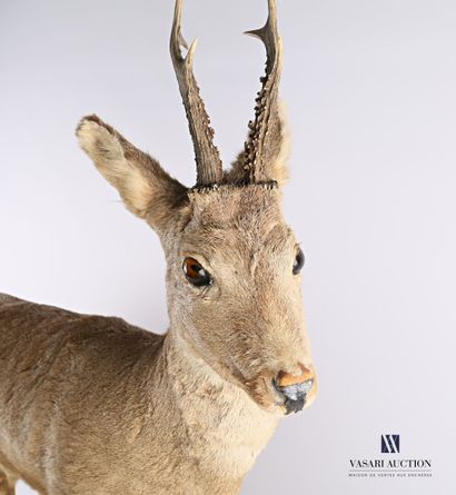 Chevreuil mâle (Capreolus capreolus, non...
