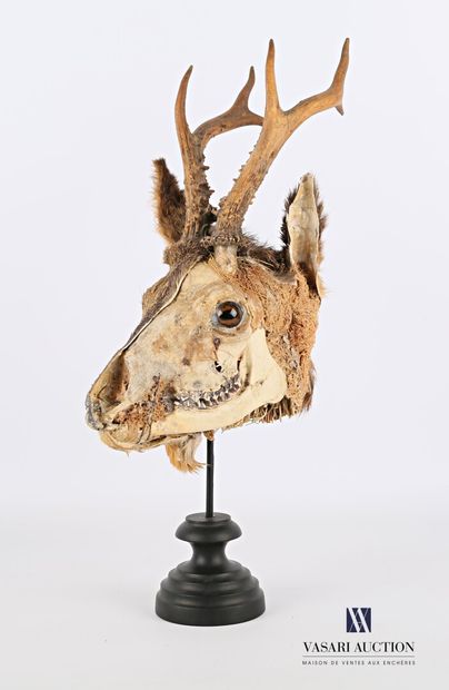 Ecorché de chevreuil (Capreolus capreolus,...
