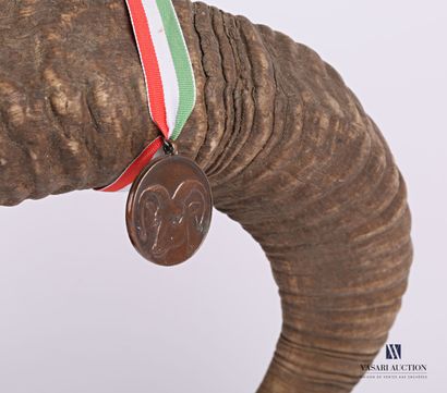 Crâne de mouflon (Ovis orientalis musimon,...