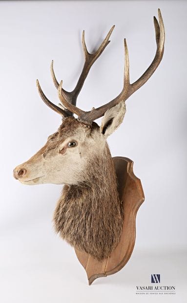Tête en cape de cerf élaphe (Cervus elaphus,...
