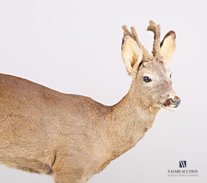 Brocard (Capreolus capreolus, non réglementé)...