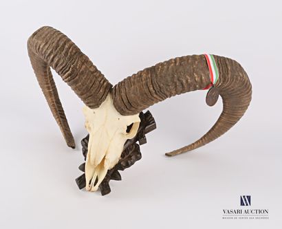 Crâne de mouflon (Ovis orientalis musimon,...