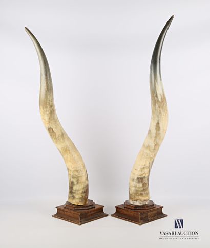 Paire de cornes de Watusi (Bos taurus primigenius,...