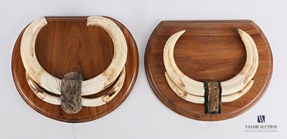Deux trophées dentaires de phacochères (Phacochoerus...