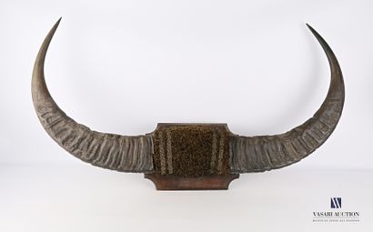 Paire de cornes de buffle asiatique (Bubalis...