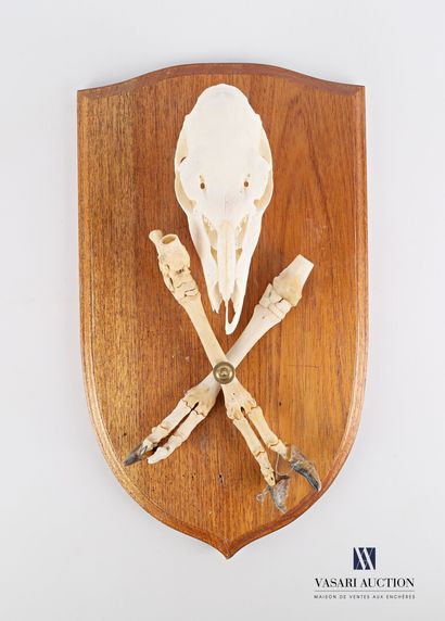Crâne et pattes de mouton (Ovis aries, non...