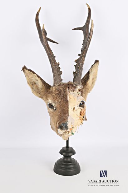 Écorché de chevreuil sibérien (Capreolus...