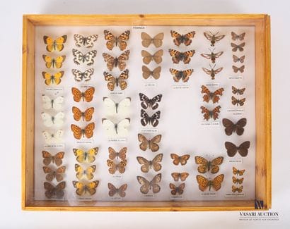 Boite entomologique contenant cinquante-huit...