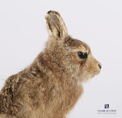 Lapereau de garenne (Oryctolagus cuniculus,...