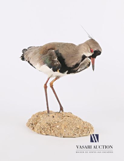 Vanneau téro (Vanillus chilensis, non réglementé)...