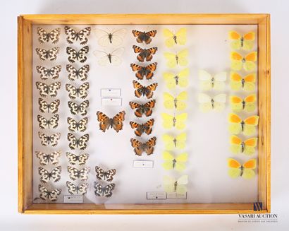Boite entomologique contenant quarante-neuf...