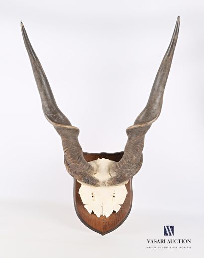 Frontal d'élan du cap (Taurotragus oryx,...