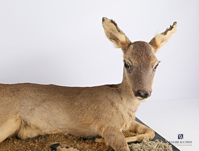 Chevreuil femelle (capreolus capreolus, non...