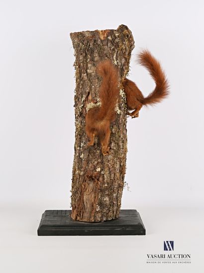 Couple de postérieurs d'écureuils (Sciurus...