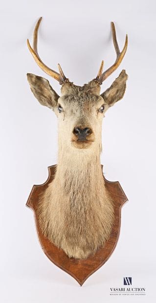 Trophée de cerf élaphe (Cervus elaphus) portant...