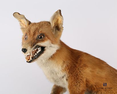 Renard (Vulpes vulpes, non réglementé sur...