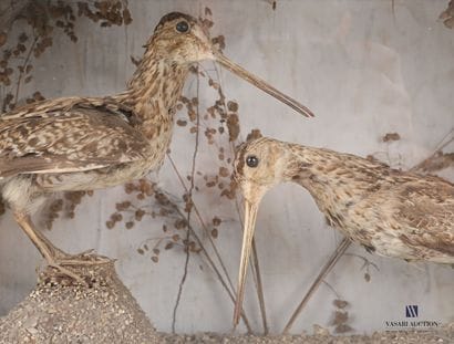 Couple de bécassines (Gallinago stenura,...