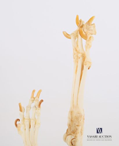 Ensemble de deux pattes de chien (Canis lupus...
