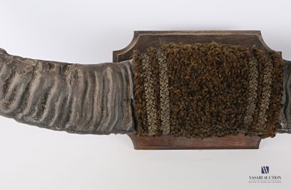 Paire de cornes de buffle asiatique (Bubalis...