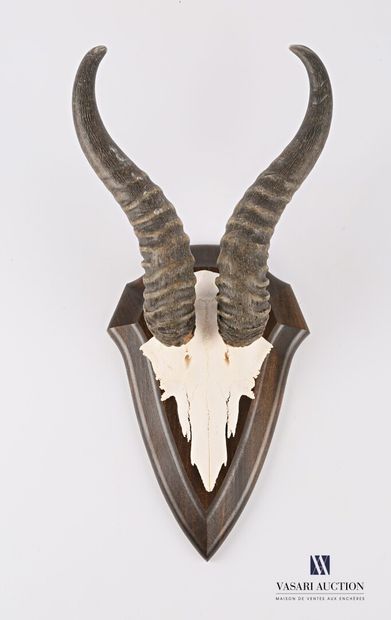 Massacre de springbok (Antidorcas marsupialis,...