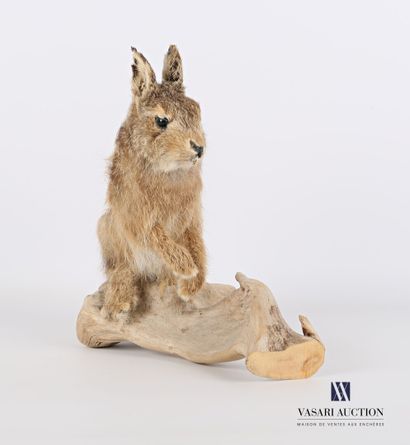 Lapereau de garenne (Oryctolagus cuniculus,...