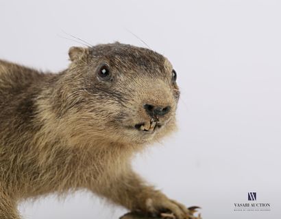 Marmotte subadulte (Marmota marmota, non...