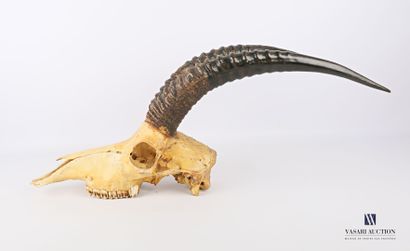 Crâne d'antilope (Hippotragus equinus, non...