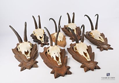 Ensemble de six massacres de chamois (Rupicapra...