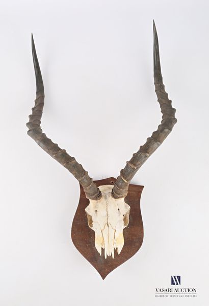Massacre d'impala (Aepyceros melampus, non...
