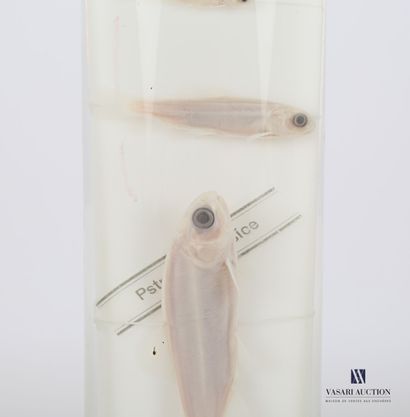 Ensemble de neuf truites (Salmo trutta, non...