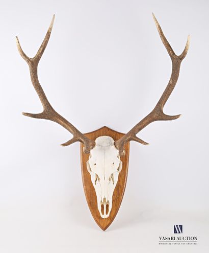 Massacre de cerf élaphe (Cervus elaphus,...