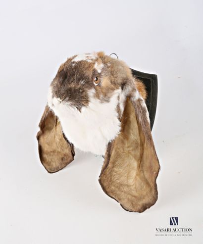 Tête en cape de lapin de race bélier anglais...