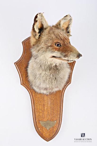 Tête de renard roux (Vulpes vulpes, non réglementé)...