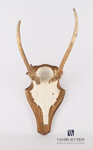 Massacre de daguet atypique (Cervus elaphus,...