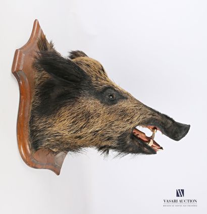 Tête de sanglier (Sus scrofa, non réglementé)...
