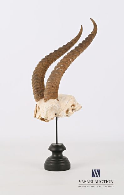 Frontal de gazelle (Gazella sp, non réglementé)...