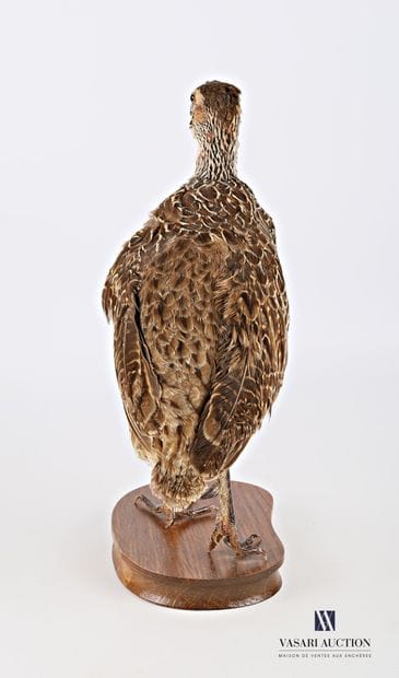 Francolin femelle naturalisée sur socle.

Haut....