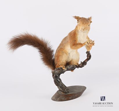 Écureuil (Sciurus vulgaris) à la noisette...