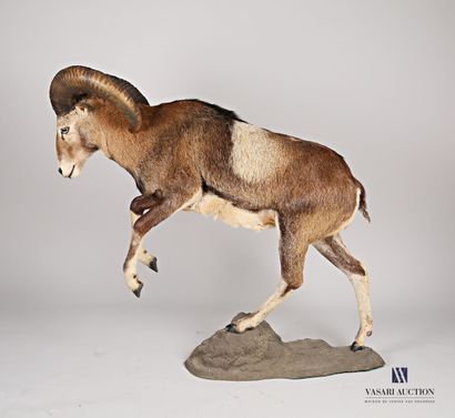 Mouflon (Ovis aries musimon, non réglementé)...