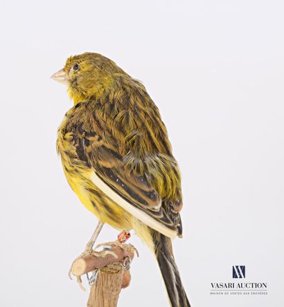 Taxidermie de canari (Serinus Canaria domesticus)...